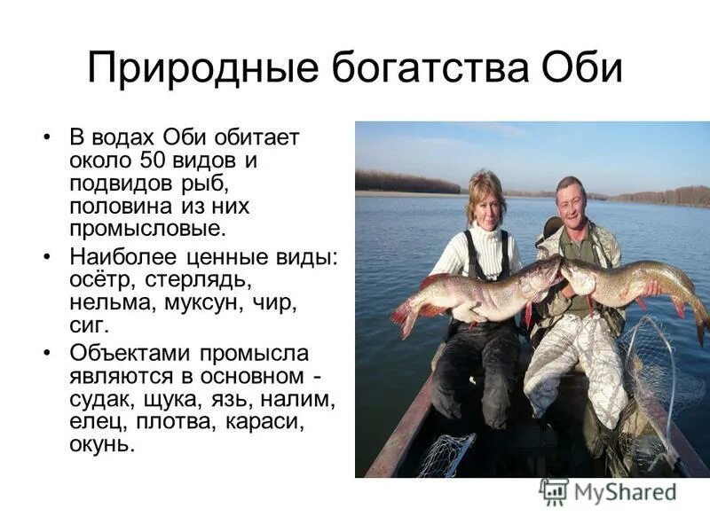 обь рыбы виды