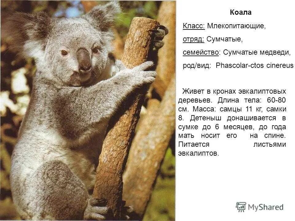 Коала. Коала отряд млекопитающих. Где живут коалы. Где обитает коала.