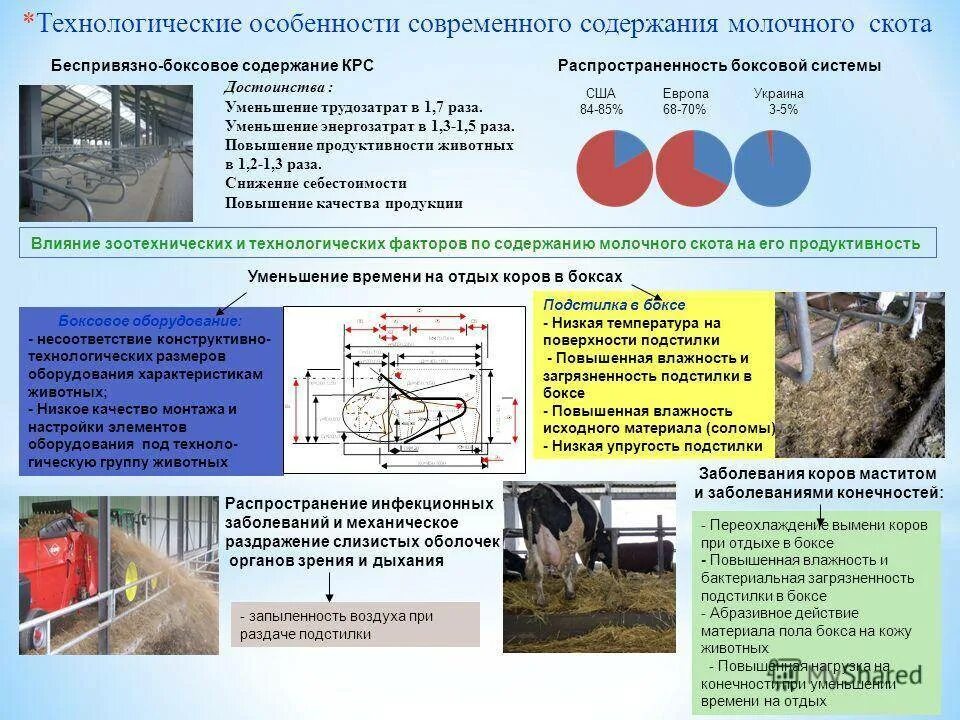 Нормы привязного содержание КРС. Способы содержания крупного рогатого скота. Системы содержания КРС. Технологии содержания КРС.