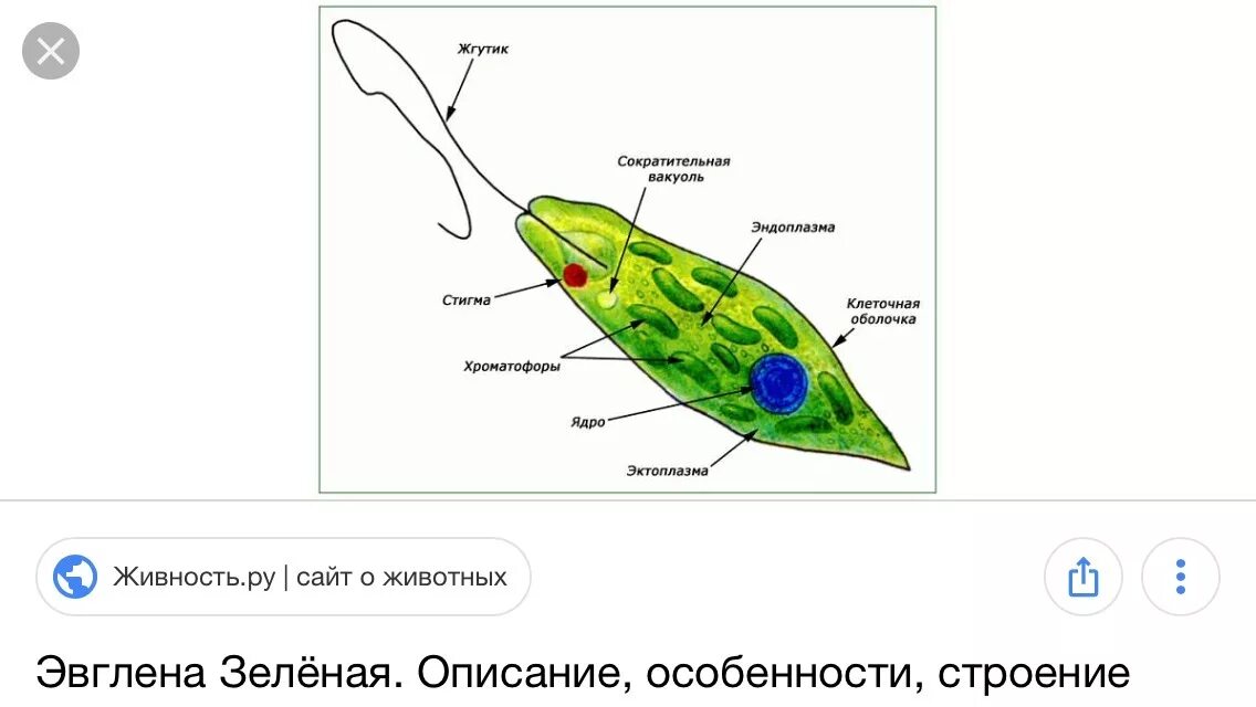 Хлоропласты жгутики. Строение эвглены зеленой 7 класс биология. Класс жгутиковые эвглена зеленая. Строение клетки эвглены зеленой. Растительные жгутиконосцы строение.