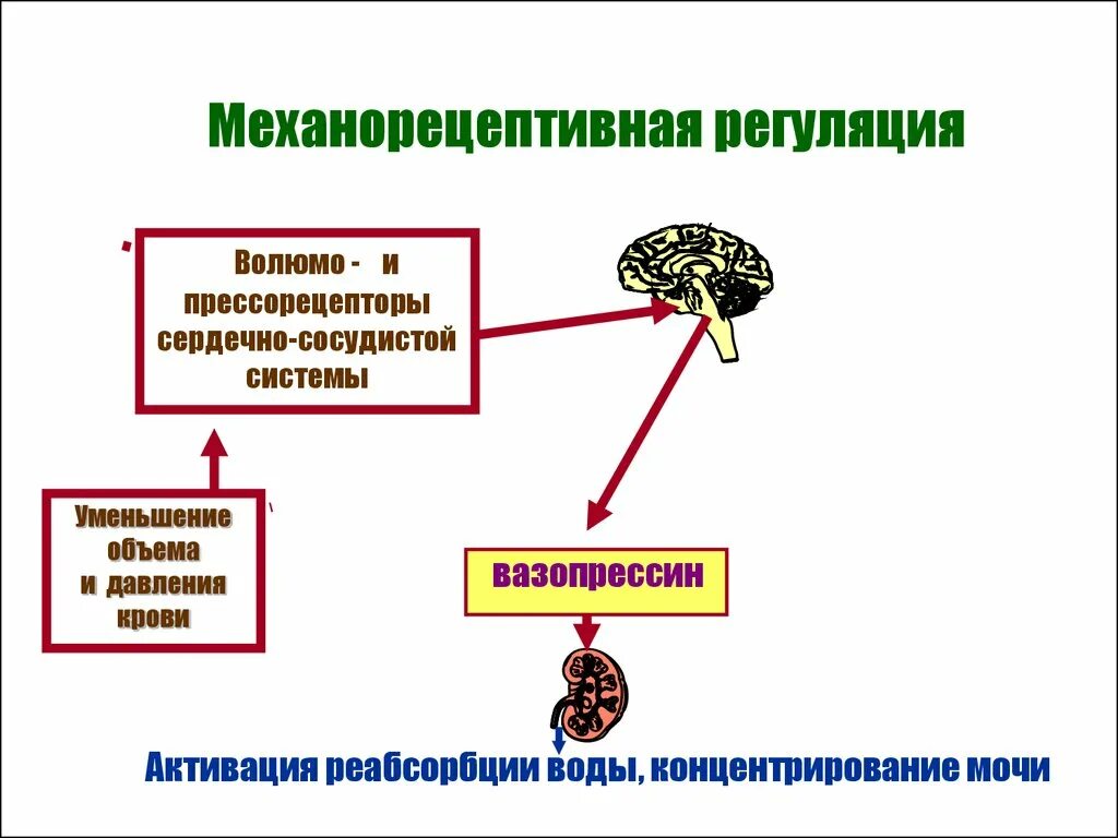 Гуморальная регуляция работы почек. Гуморальная регуляция мочеобразования гормоны. Регуляция мочеобразования. Нервная и гуморальная регуляция мочеобразования. Нервные механизмы регуляции мочеобразования.