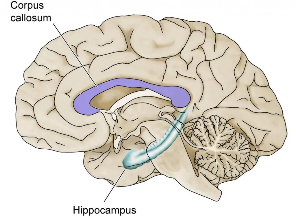 Повреждение гиппокампа. Гиппокамп и миндалевидное тело. Гиппокамп головного мозга анатомия. Мозолистое тело Corpus callosum.