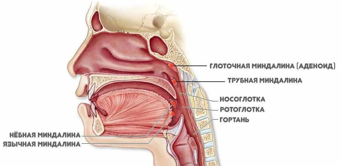 Трубная миндалина анатомия. Аденоиды носоглоточные миндалины. Глоточная и трубные миндалины. Носоглоточная миндалина анатомия.