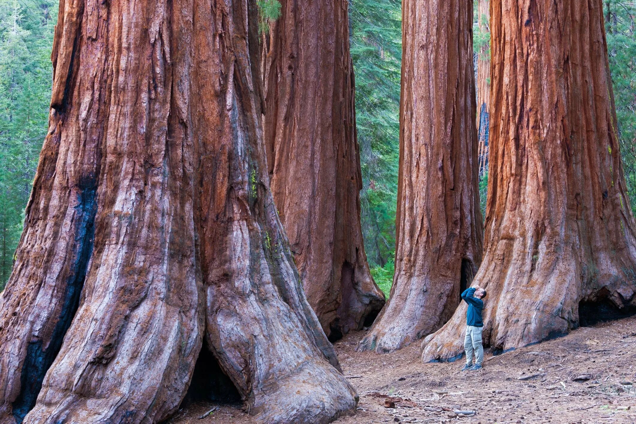 Где больше деревьев. Национальный парк Секвойя Калифорния. Калифорния парк Секвойя Редвуд. Национальный парк «Редвуд» в Калифорнии. Парк Редвуд Калифорния деревья.