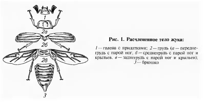 Насекомые голова грудь брюшко. Внешнее строение майского жука биология 7 класс. Размеры тела насекомого. Строение насекомых майский жук. Размеры тела насекомого.