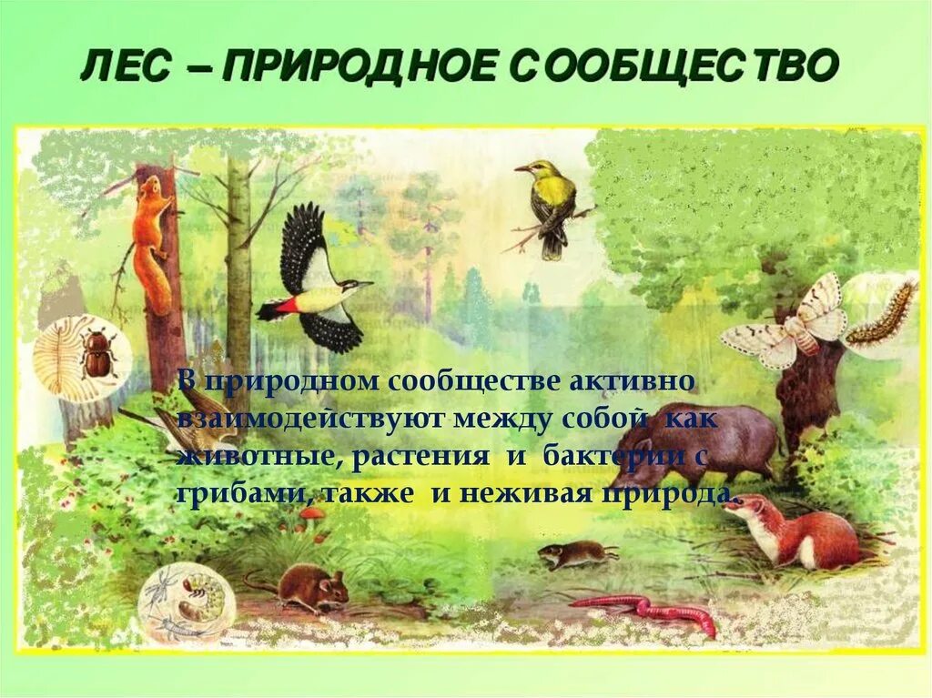 Природные сообщества. Природное сообщество леса. Природное сообщество лен. Обитатели природных сообществ