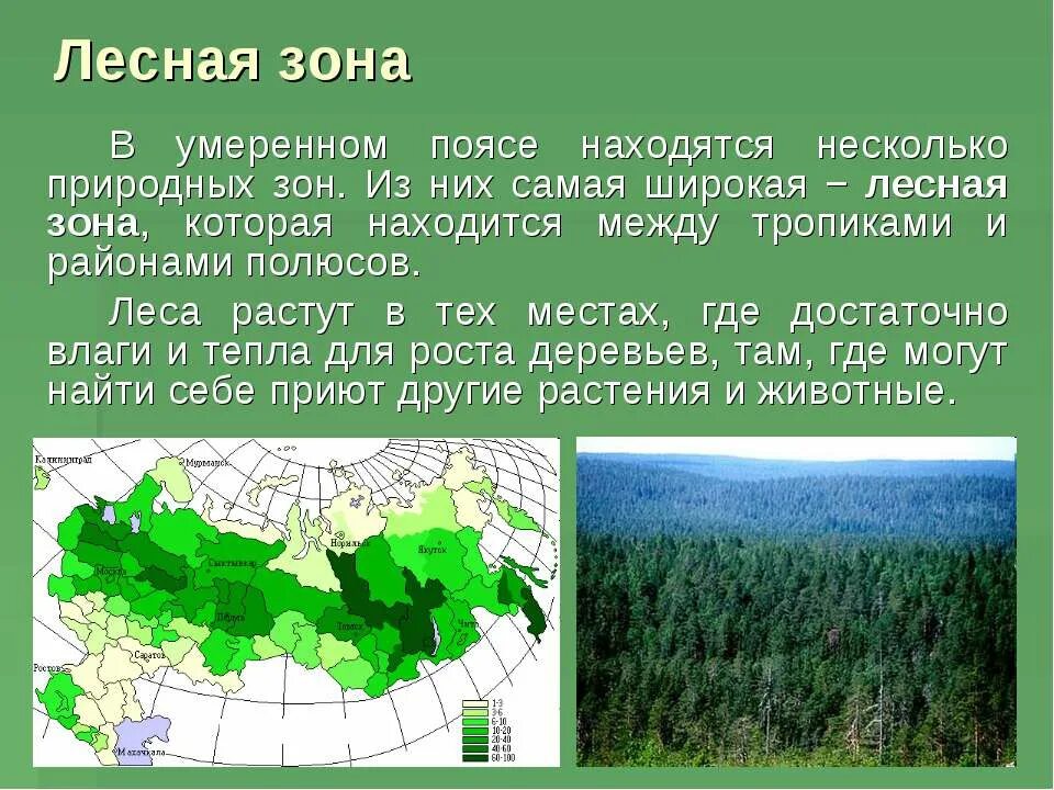 В какой зоне находится лес