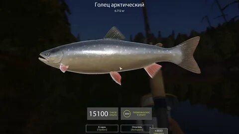 Куори рр4 форель