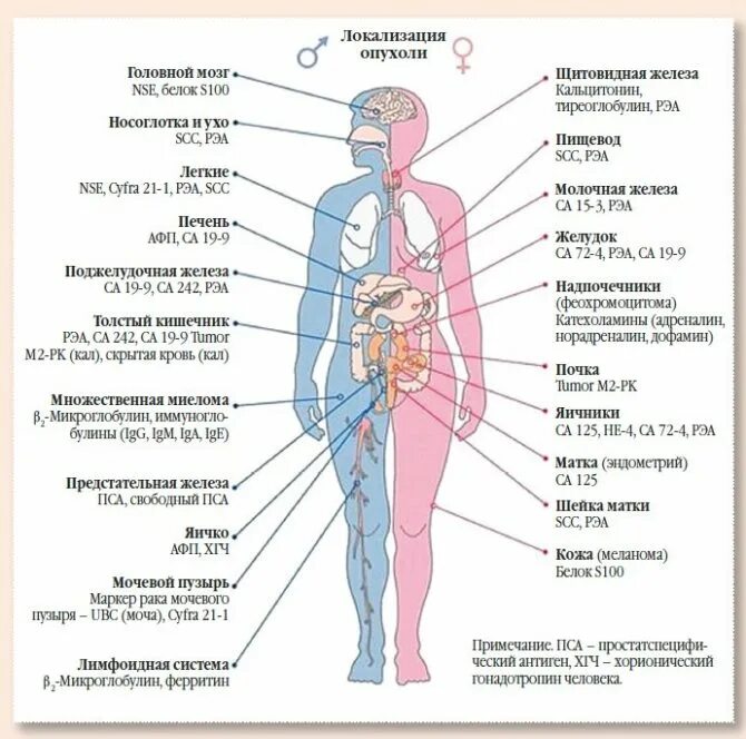 Что показывает онкомаркер крови. Опухолевые маркеры (са-19-9, РЭА, АФП). CA 19-9 онкомаркер. Онкомаркеры для мужчин. Онкомаркеры опухоли мочевого пузыря.