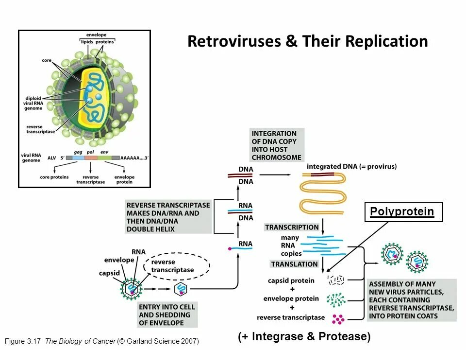 Ретровирус. Жизненный цикл ретровируса. Oncornovirus retrovirus репликация. Replication DNA and RNA of viruses.