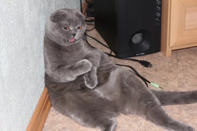 Сколько живет шотландская кошка в домашних условиях. Шотландский вислоухий кот 10 кг. Британская вислоухая вес взрослого кота. Шотландский вислоухий кот толстый.