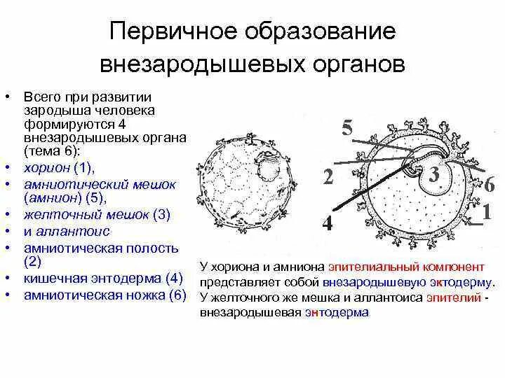 Формирование желточного мешка. Первичный желточный мешок. Первичный и вторичный желточный мешок. Желточный пузырек источник образования и функции.