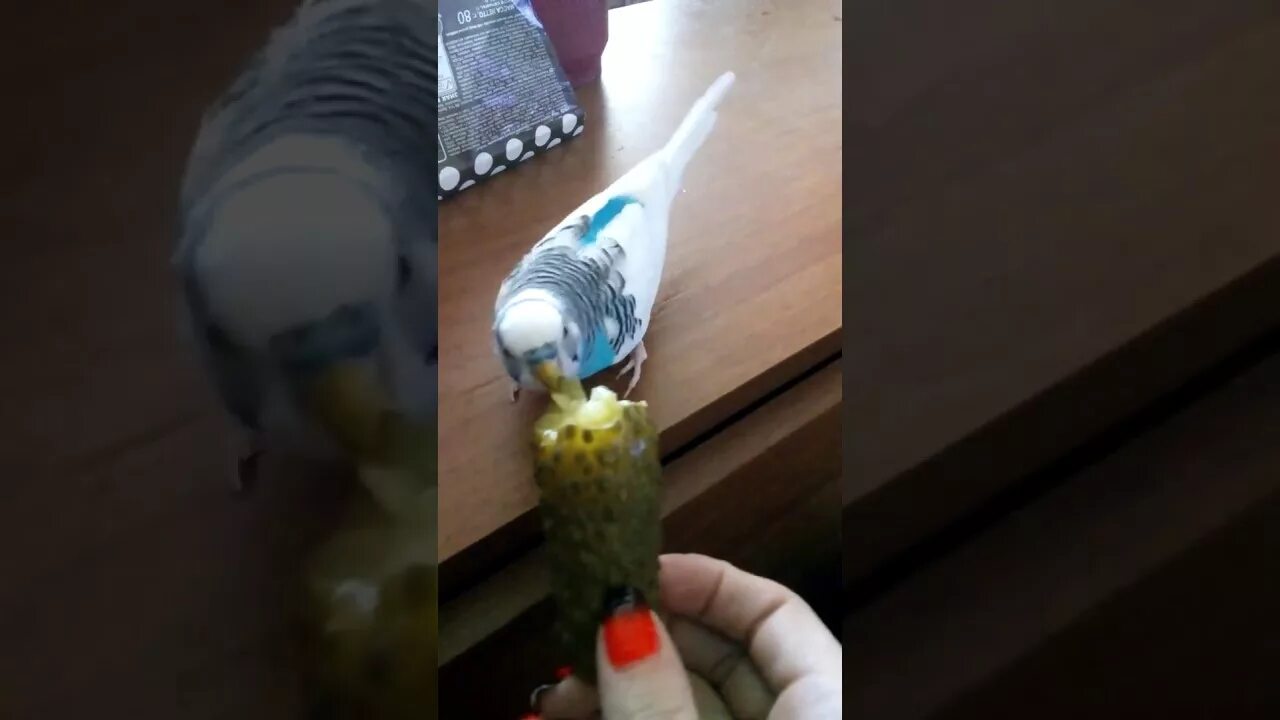 Попугай огурец. Попугай огурчик. Можно ли попугаям давать огурец. Попугай ест огурец. Что едят попугаи.