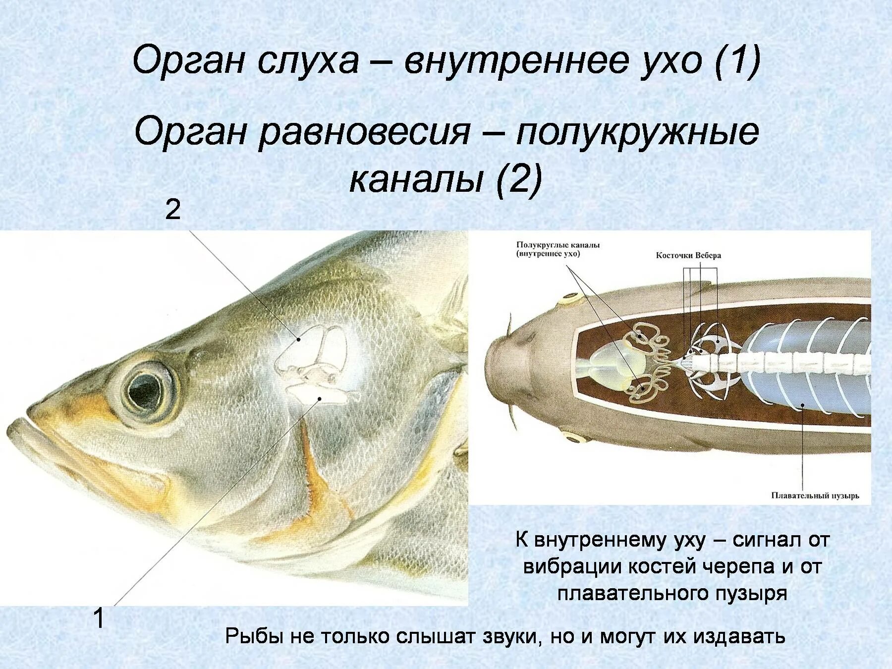 Орган слуха рыб внутреннее ухо