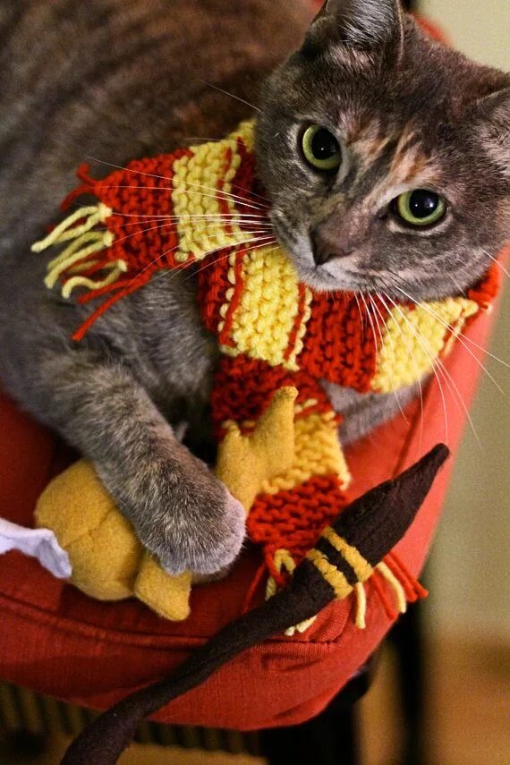Как сделать коту тепло