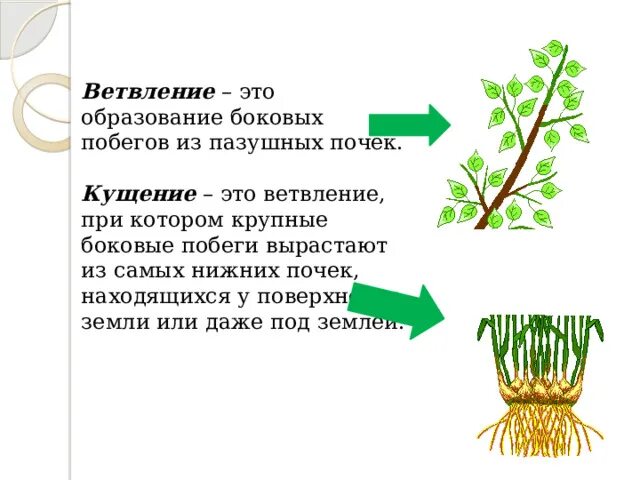 Побег образуется. Ветвление и кущение побегов. ветвление побега образование. ветвление злаков кущением. боковое ветвление побегов.