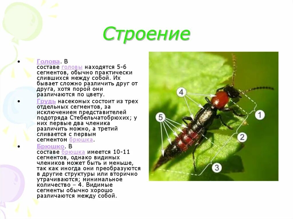 Биология тест класс насекомые. Насекомые презентация 7 класс биология. Доклад про насекомых 7 класс биология. Насекомые картинки с описанием. Класс насекомые презентация.