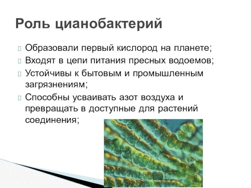 Какие водоросли образуют. Роль цианобактерий в природе. Значение цианобактерий. Цианобактерии функции. Значение цианобактерий в природе и жизни человека.