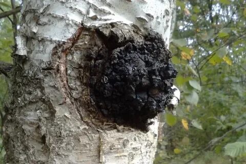 Нарост на березе черного цвета