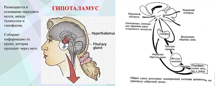 Схема влияния гипоталамуса на гипофиз. Гипоталамус гипофиз эпифиз схема. Нейрогормоны гипоталамуса и гипофиза.