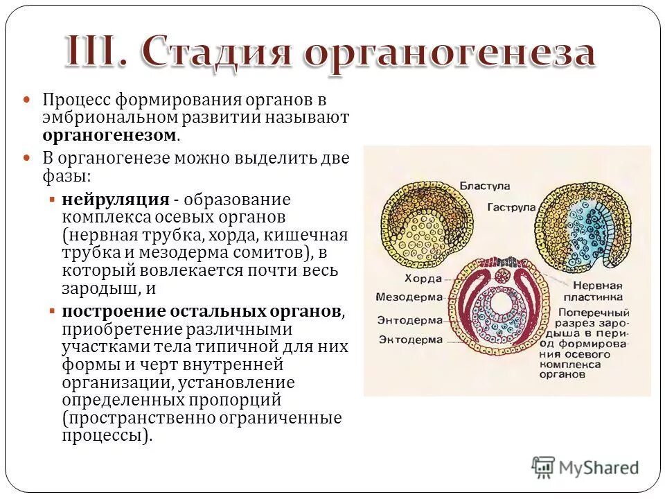 Выберите верные утверждения характеризующие стадии органогенеза. Вторичный органогенез. Этапы эмбрионального развития процесс гисто и органогенеза. Формирование систем органов в процессе органогенеза. Органогенез это процесс формирования.