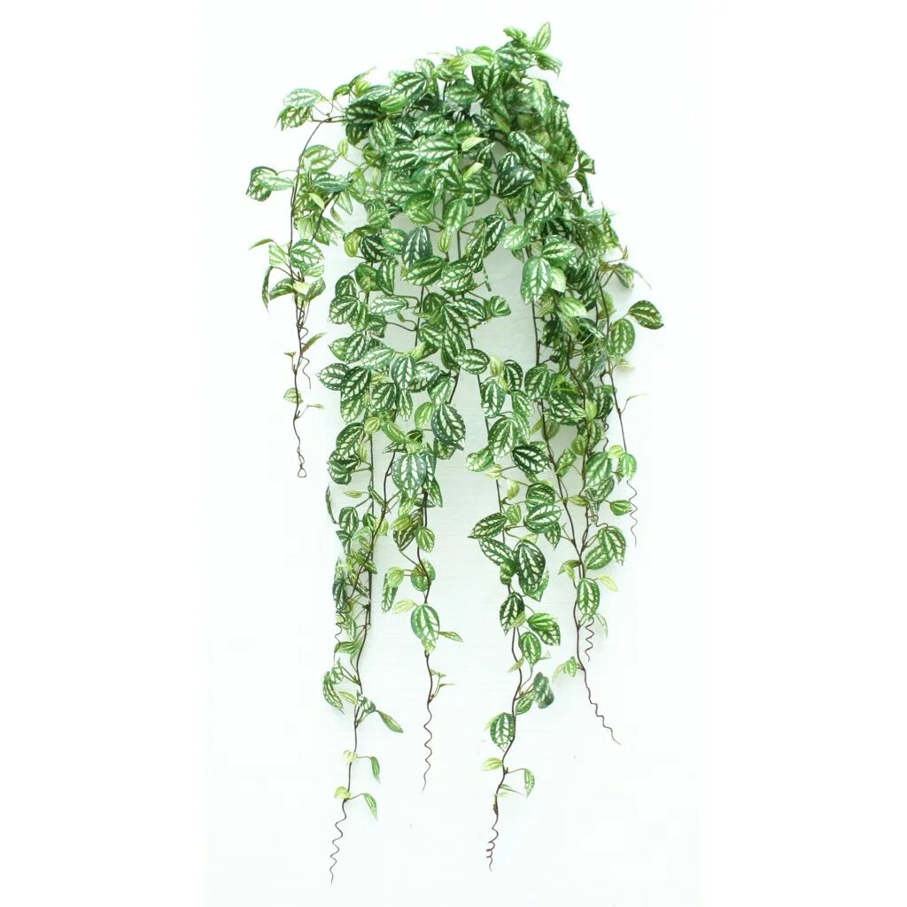 пеперомия ампельная. висячие комнатные растения. свисающие цветы в горшках. дисхидия ампельная. папоротник лесной ампельный.