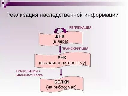 Реализация наследственной информации в признак