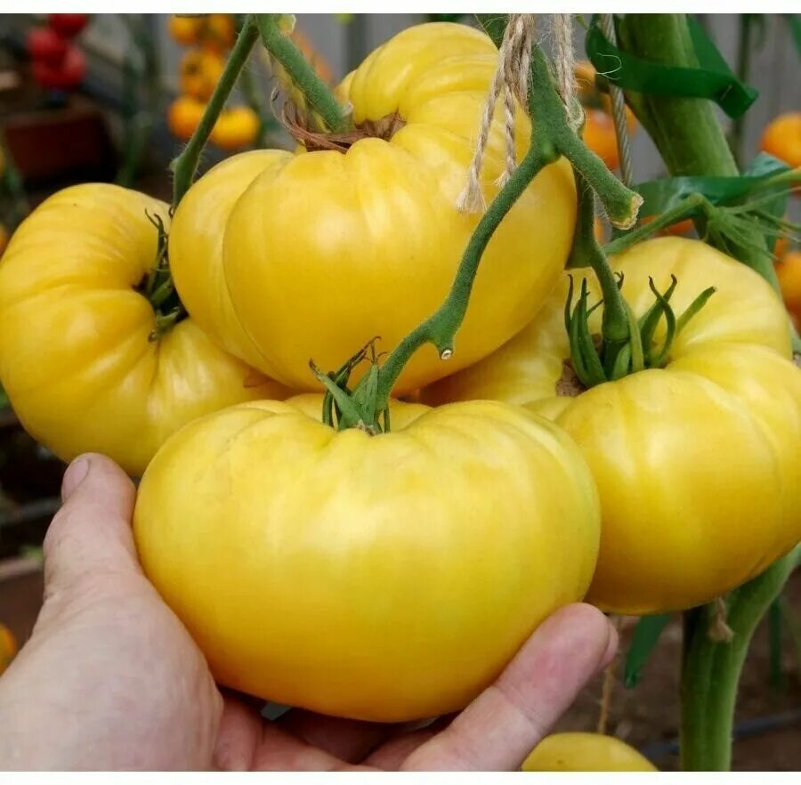 Семена партнер прелесть роузы. Томат прелесть роузы. Томат прелесть роузы 10 шт. Томат прелесть роузы партнер семена. Партнер томат прелесть роузы.