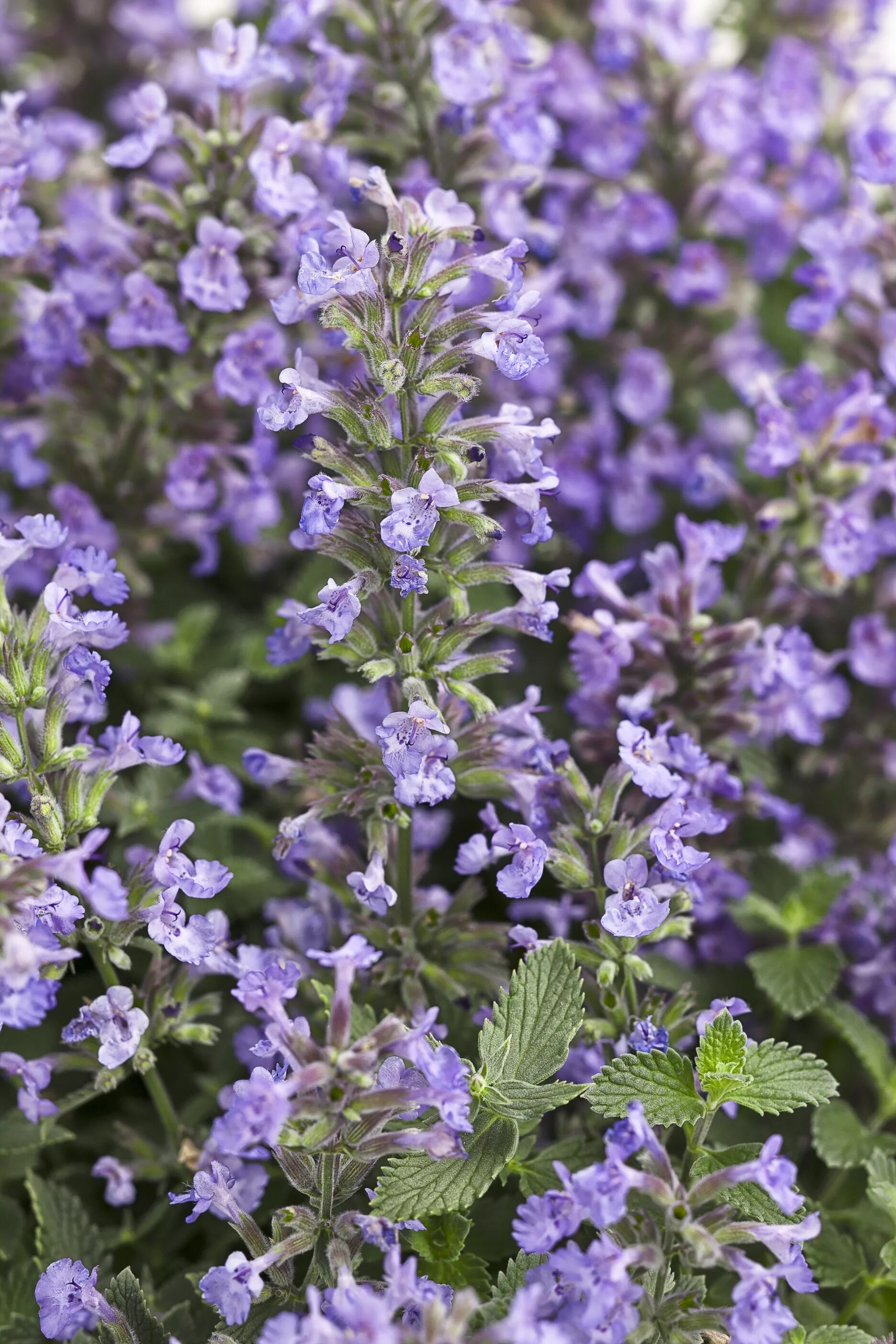 Котовник блю вандер описание. Котовник фассена (nepeta faassenii). котовник фассена голубой. котовник жилковатый блю мун. котовник джуниор волкер.