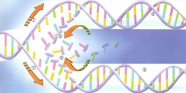 Образование новой днк. Генетическая предрасположенность. ДНК расшифровка. Редупликация ДНК. Деление ДНК фотография.