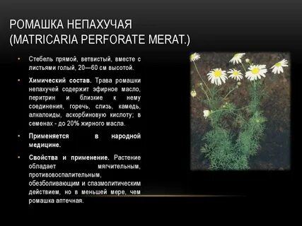 Классификация ромашки по биологии 7 класс