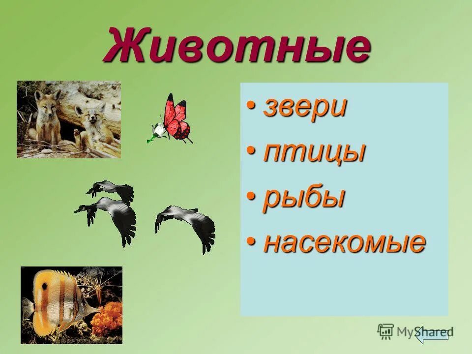 Животные звери птицы рыбы насекомые. Насекомые рыбы птицы звери. Слайд про зверей и птиц. Звери птицы для презентации.