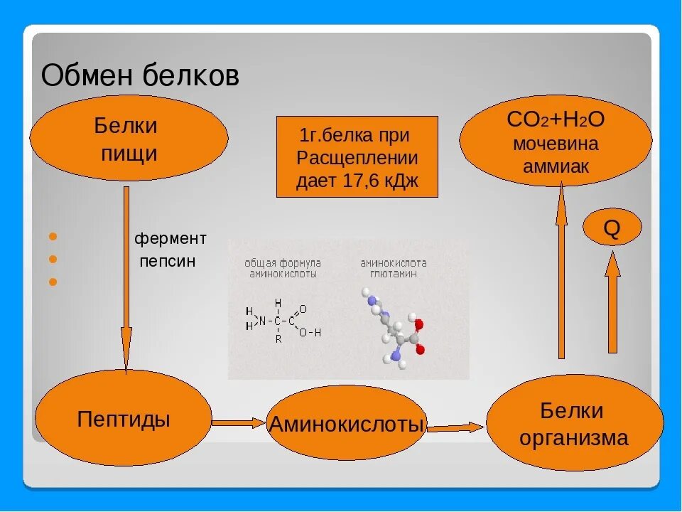 Распад белка в организме. Схема белкового обмена в организме человека. Схема обмена белка в организме. Обмен белков в организме человека схема. Внутриклеточный обмен белков.