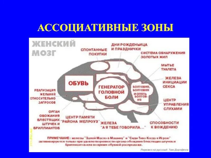 Ассоциативные зоны коры мозга. Ассоциативные зоны. Ассоциативные зоны мозга. Ассоциативная зона коры головного мозга. Ассоциативные поля мозга.