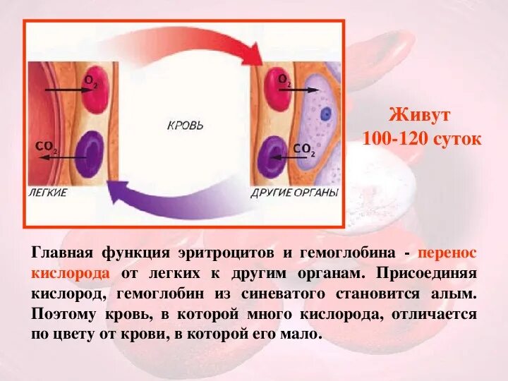 Кислород от тканей к легким. Транспорт кислорода от легких к тканям. Кислород от тканей к легким. Транспорт кислорода и углекислого газа гемоглобином. Эритроциты переносят кислород.