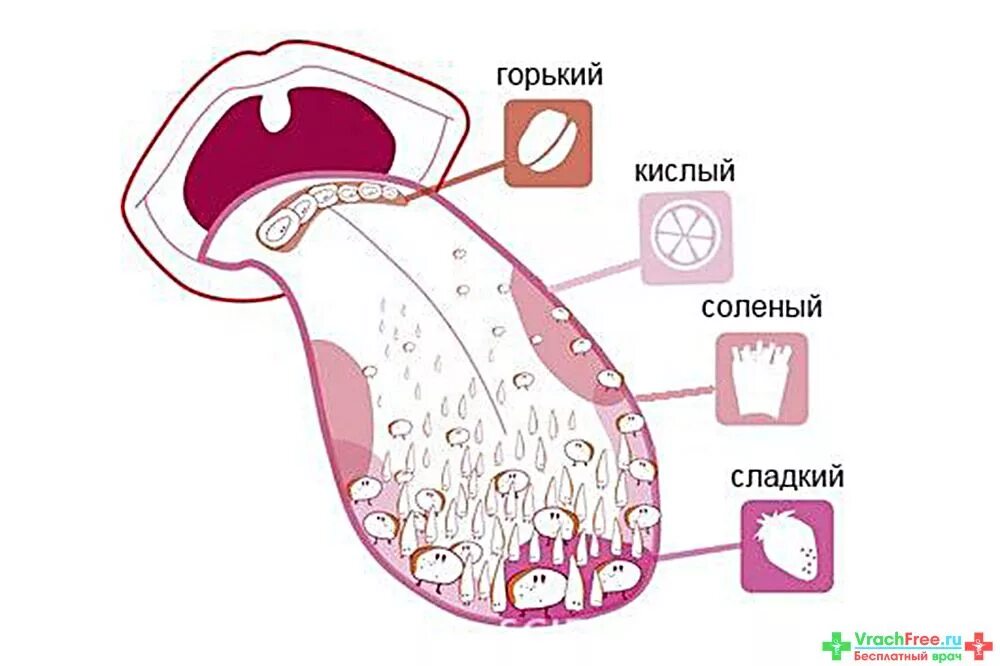 Рецепторы языка человека схема. Вкусовые рецепторы на языке схема. Вкусовые рецепторы на языке человека схема. Вкусовые рецепторы на языке человека. Сладко какая часть