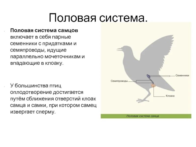 Охарактеризуйте особенности строения органов размножения птиц. Система размножения птиц. Половая система птиц схема. Половая система птиц 7 класс. Система органов размножения птиц.