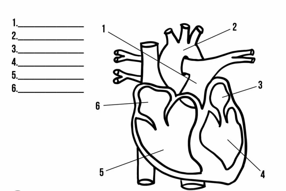 Обозначьте рисунок строение сердца. Строение сердца человека схема. Строение человеческого сердца схема. Строение сердца схема черно белая. Строение сердца схема простая.