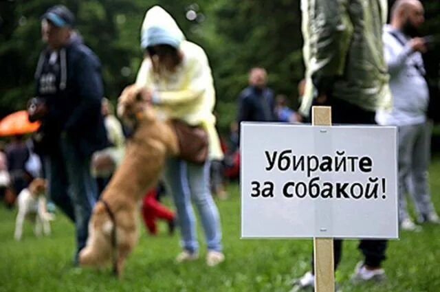 Таблички для владельцев собак. Уборка за собакой. Уборка за собаками на улице. Обязаны ли убирать за собаками. Плакат убери за собакой.