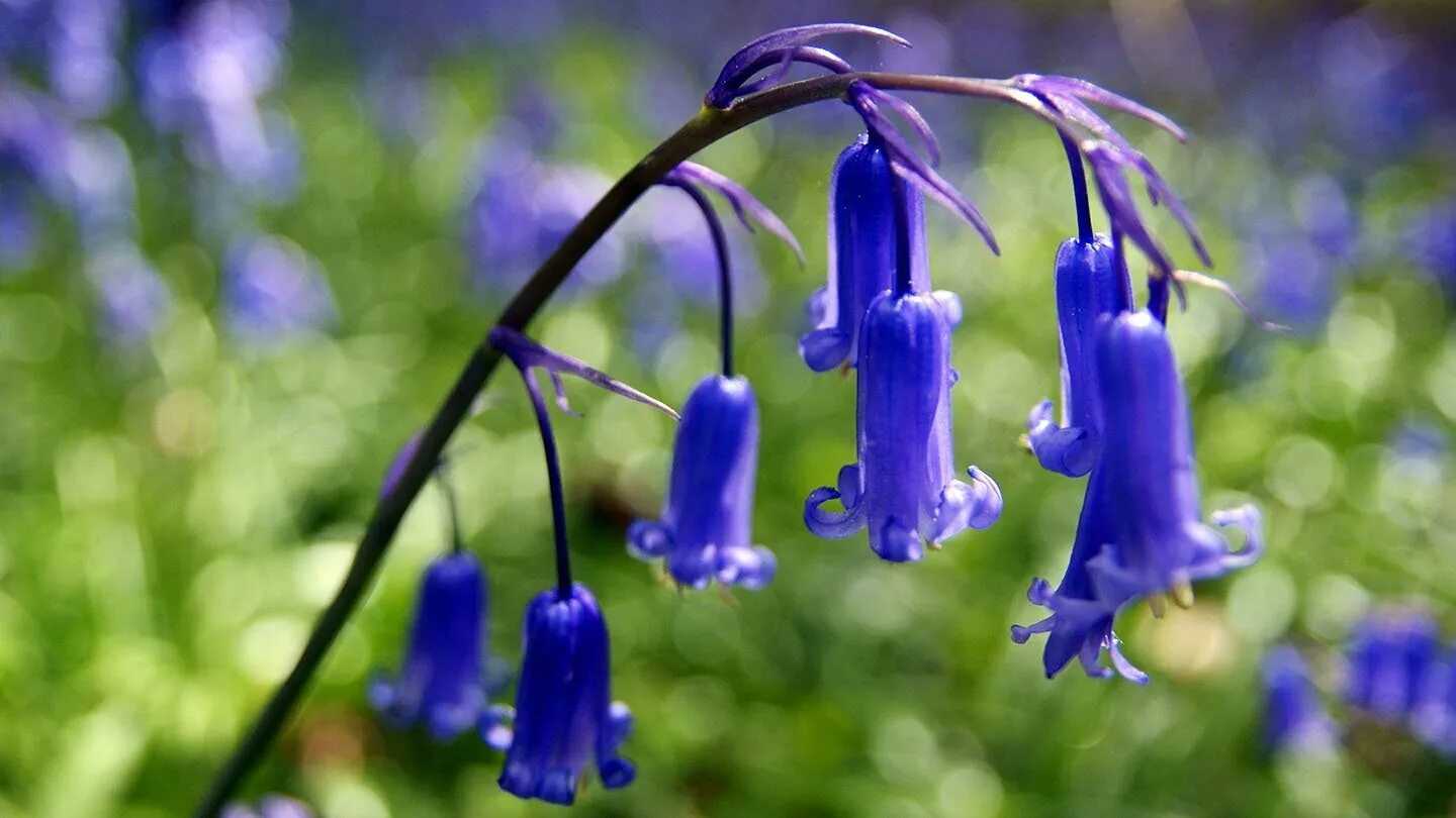 Колокольчик Campanula Collina. Кампанула синий колокольчик. Колокольчик длинностолбиковый. Соцветие колокольчик Луговой. Колокольчики на русском языке