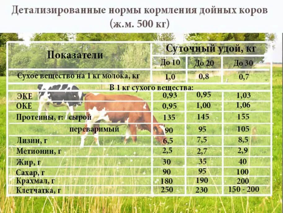 Что нужно давать корове