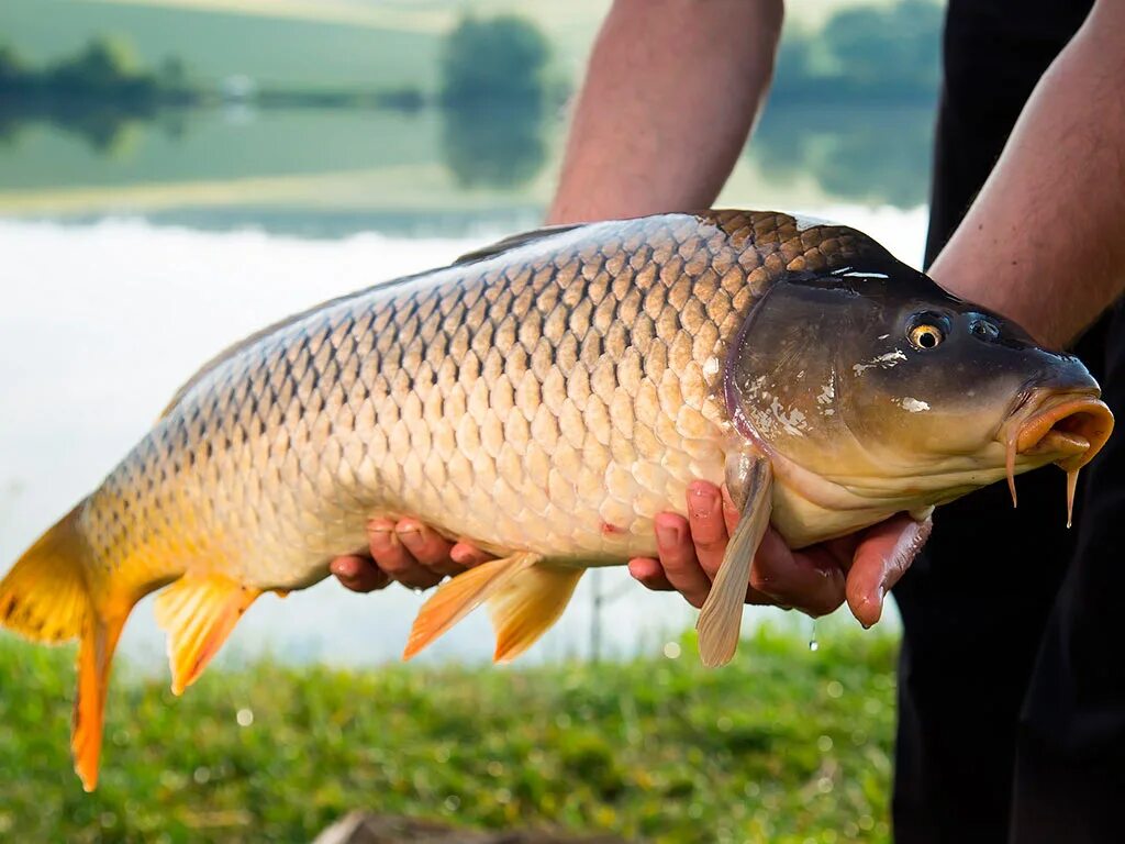 Сазан (Cyprinus Carpio). Карп (Cyprinus Carpio). Карп обыкновенный – Cyprinus Carpio. Сазан (= Карп обыкновенный) – Cyprinus Carpio.