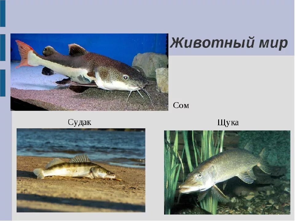 Животный мир Ростовской области. Животные Донского края. Растительный и животный мир Ростовской области. Животные Ростовской области презентация. Обитатели дона