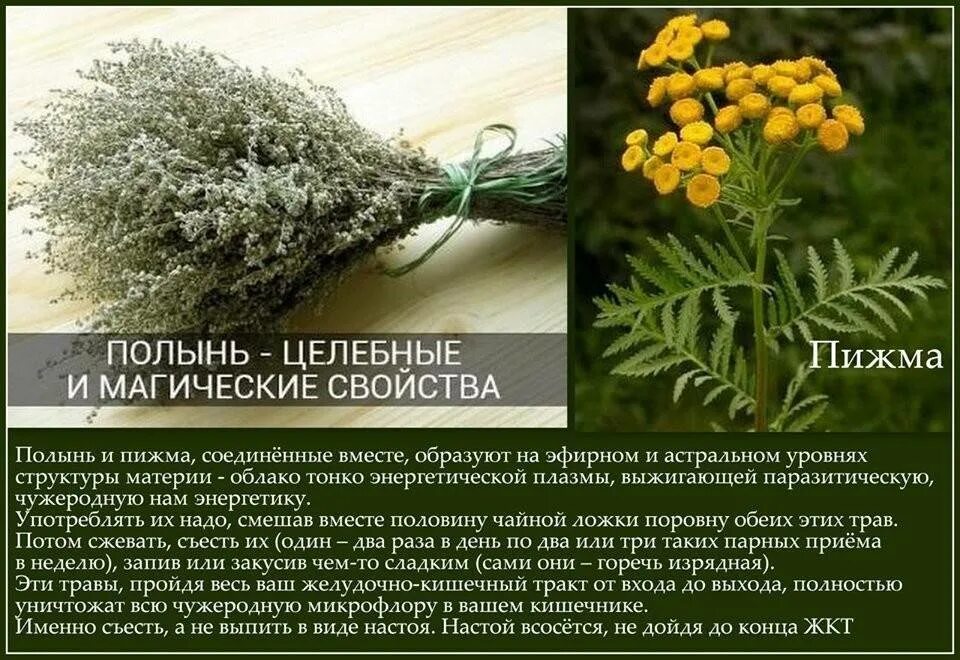 Лечебные свойства полыни