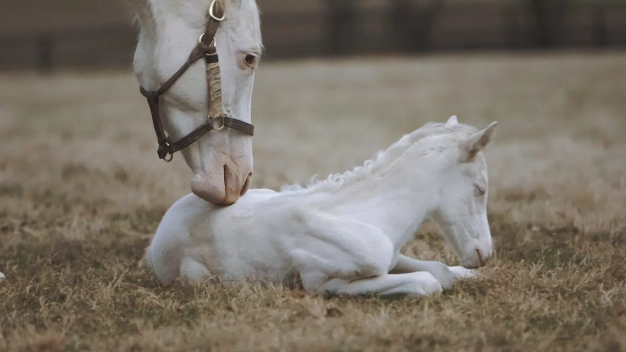Аппалуза лошадь Эстетика. Лошади Эстетика. Белая лошадь. Белая лошадь теракт