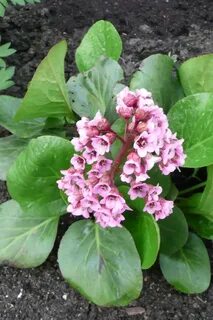 Bergenia crassifolia сырье