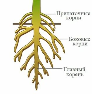 Класс корень