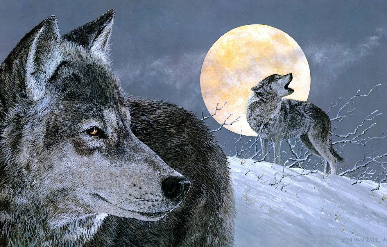 Одинокая волчица белый песня. Волк. Волк обои. Воющий волк. Одинокий волк.