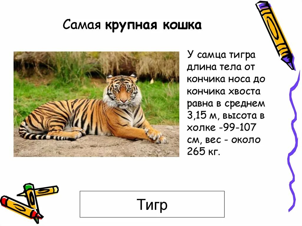 Какая длина тигра. Длина тигра. Средняя масса тигра. Длина тела тигра. Тигр вес.