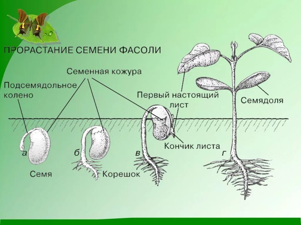 Что формируется при прорастании из зародышевой почечки. Схема прорастания семян. Проросшее семя фасоли схема. Стадии прорастания семян фасоли. Строение проростка фасоли.